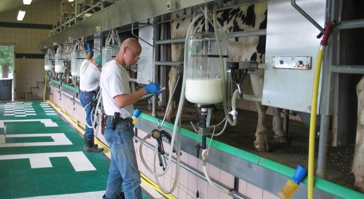 echipamente pentru fermele de vaci-min